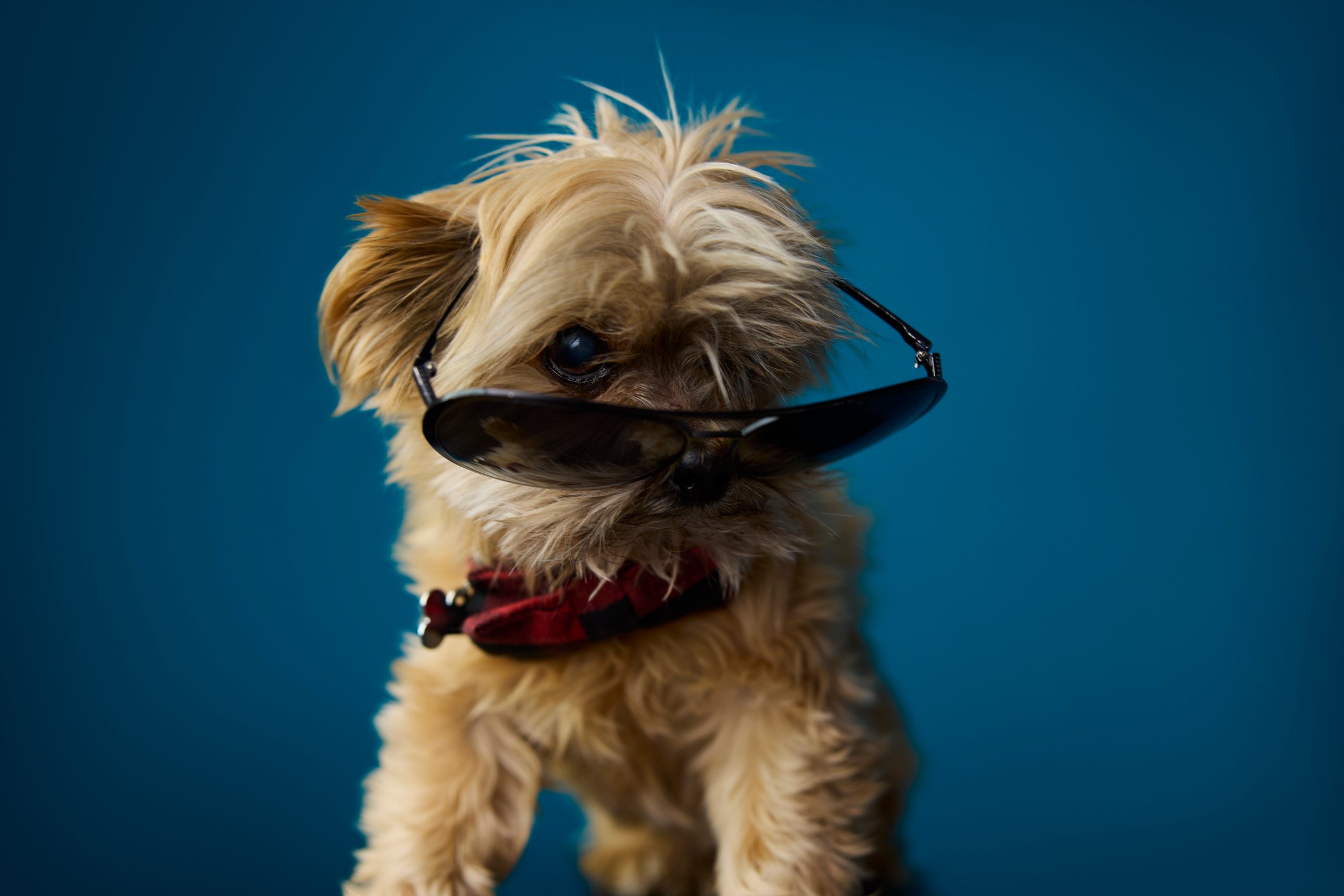 A small dog in sunglasses against teal